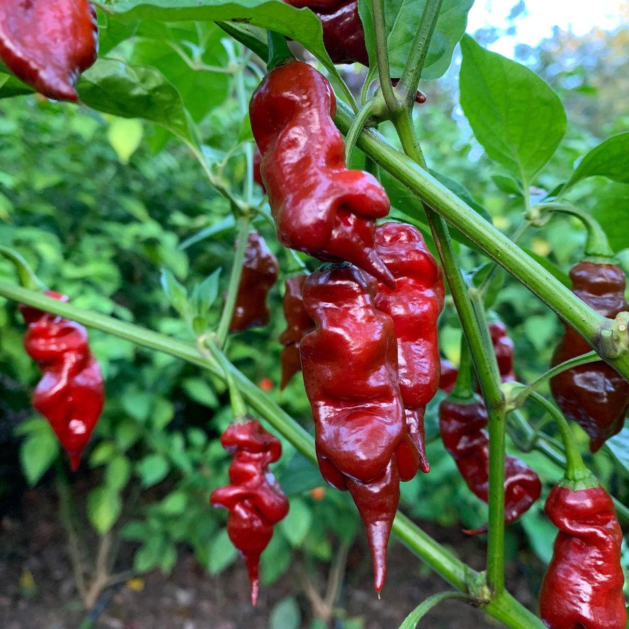 Trinidad Viper Brown - Seeds - The Pepper Pantry (Formerly Marie Sharp's)