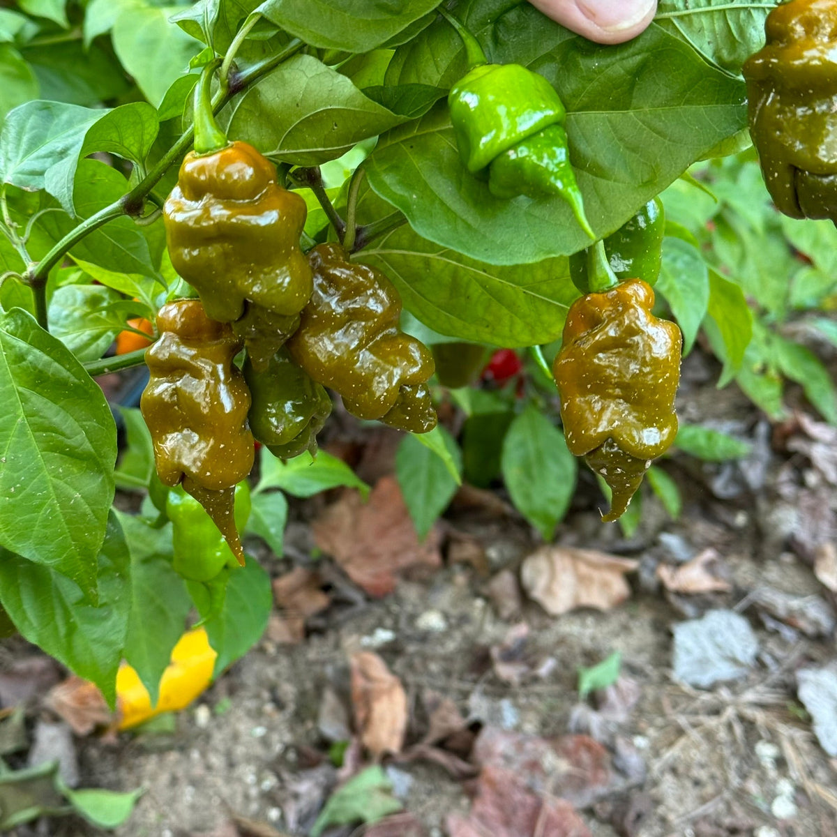 Trinidad Viper Mustard - Seeds - The Pepper Pantry (Formerly Marie Sharp's)