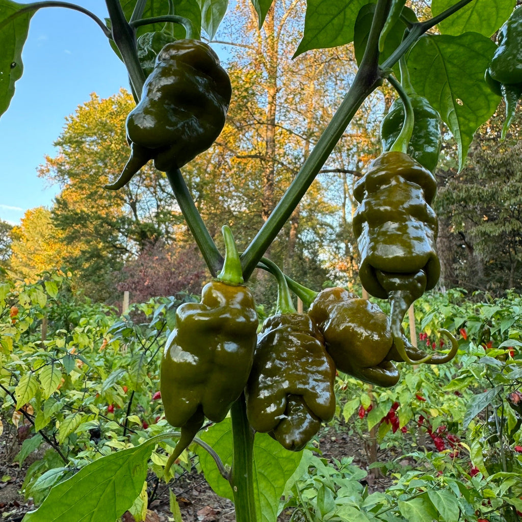 Trinidad Viper Mustard - Seeds - The Pepper Pantry (Formerly Marie Sharp's)