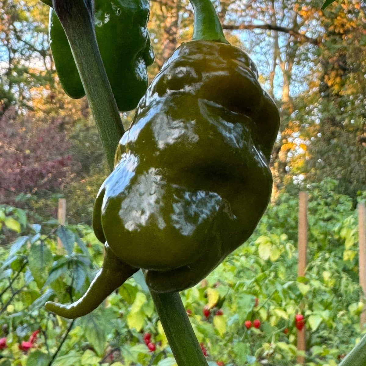 Trinidad Viper Mustard - Seeds - The Pepper Pantry (Formerly Marie Sharp's)
