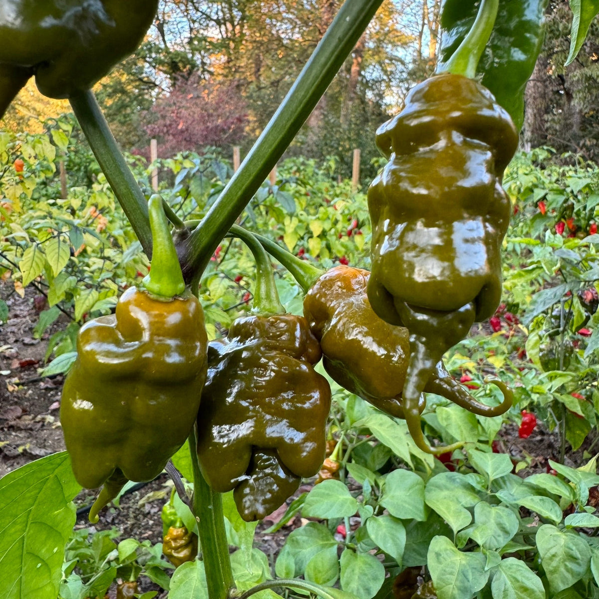 Trinidad Viper Mustard - Seeds - The Pepper Pantry (Formerly Marie Sharp's)