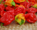 Trinidad Moruga Scorpion Hot Pepper Seeds