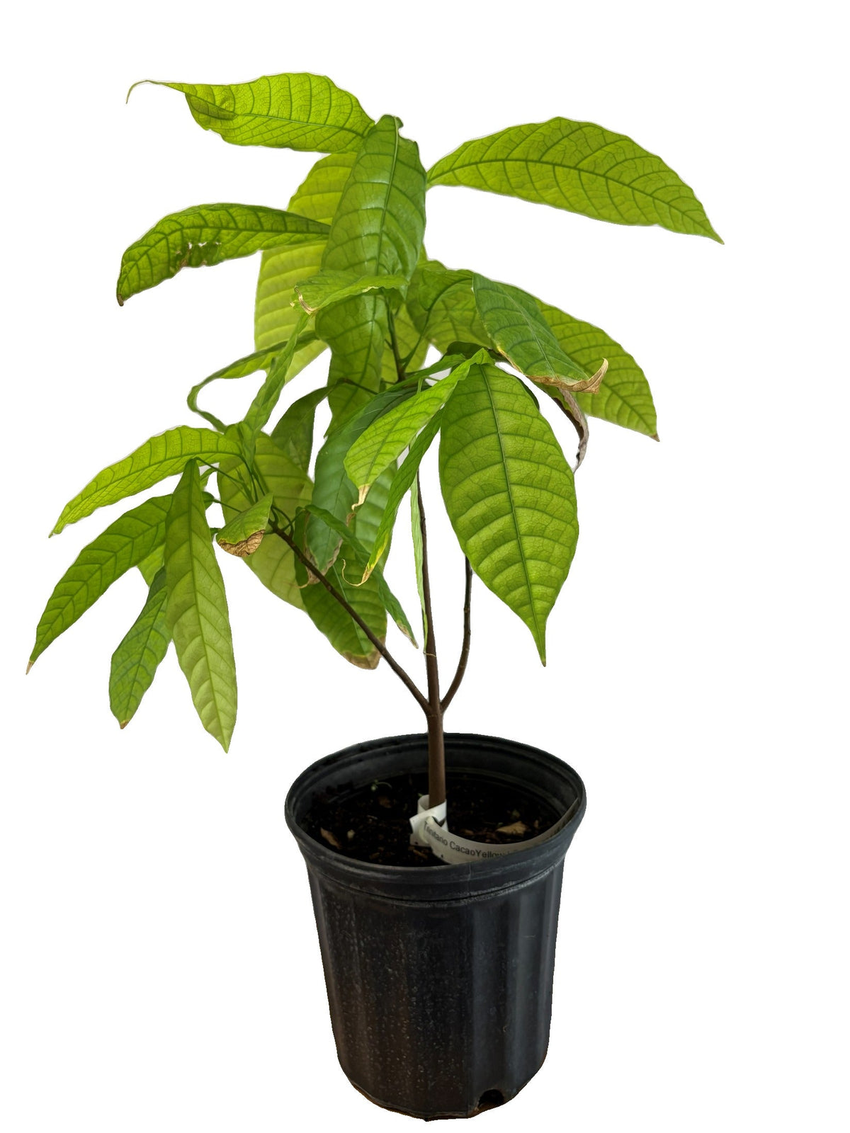 Trinitao Cacao Tree Yellow, Long Ribbed – Fruit-Bearing Theobroma Cacao Tree
