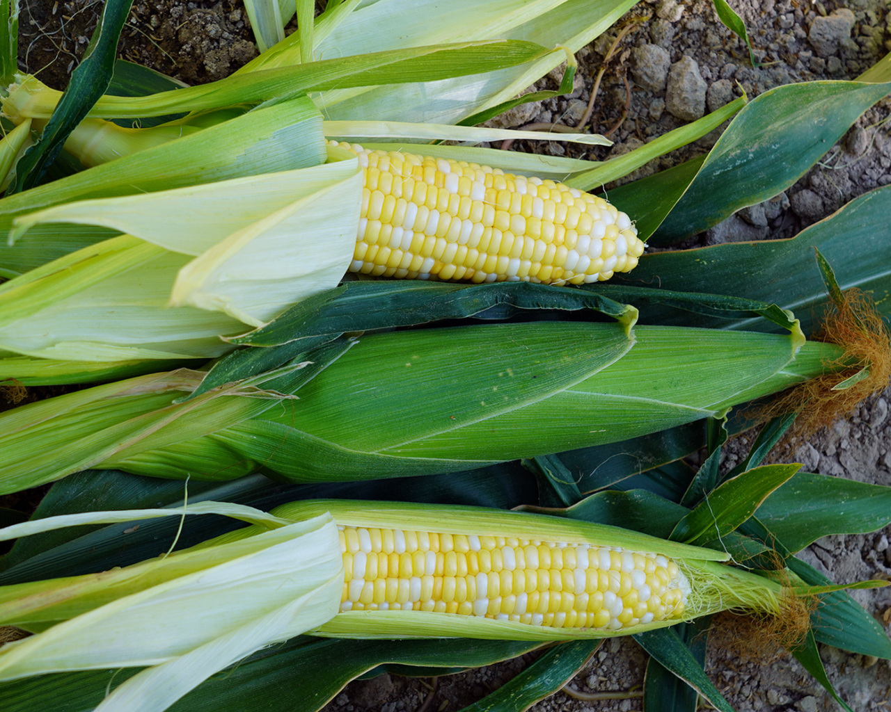 Trinity (bicolor se+) Hybrid Sweet Corn Seeds