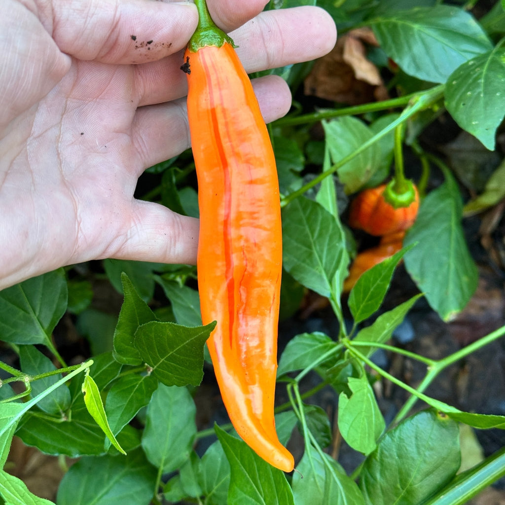 Tropical Tiger  - Seeds