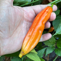 Tropical Tiger  - Seeds - The Pepper Pantry (Formerly Marie Sharp's)