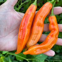 Tropical Tiger  - Seeds - The Pepper Pantry (Formerly Marie Sharp's)