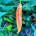 Tropical Tiger  - Seeds