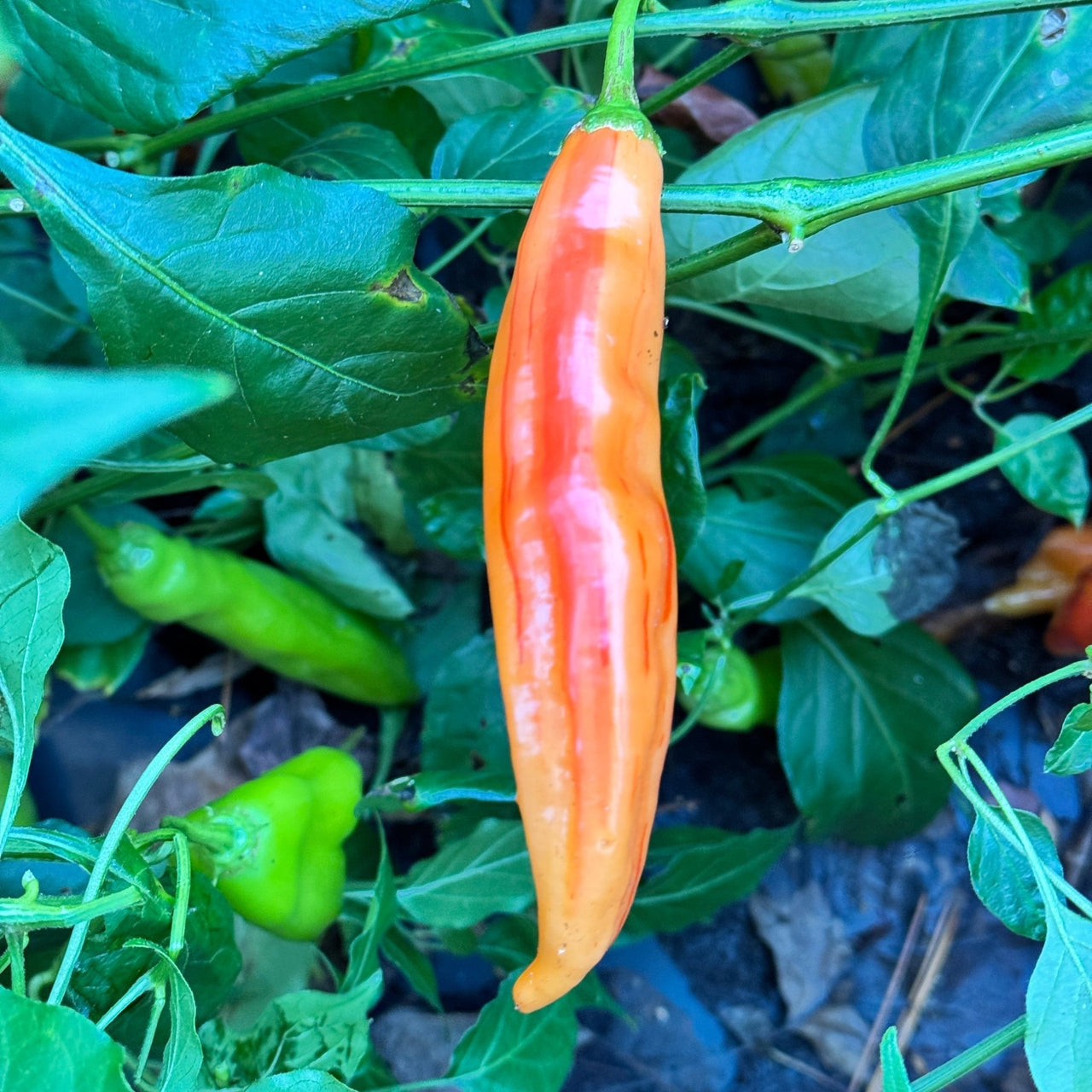 Tropical Tiger  - Seeds - The Pepper Pantry (Formerly Marie Sharp's)