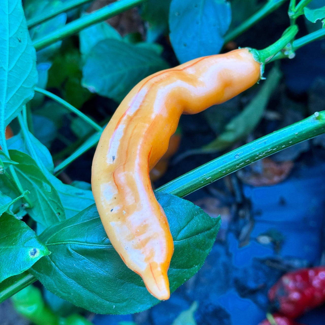 Tropical Tiger  - Seeds - The Pepper Pantry (Formerly Marie Sharp's)