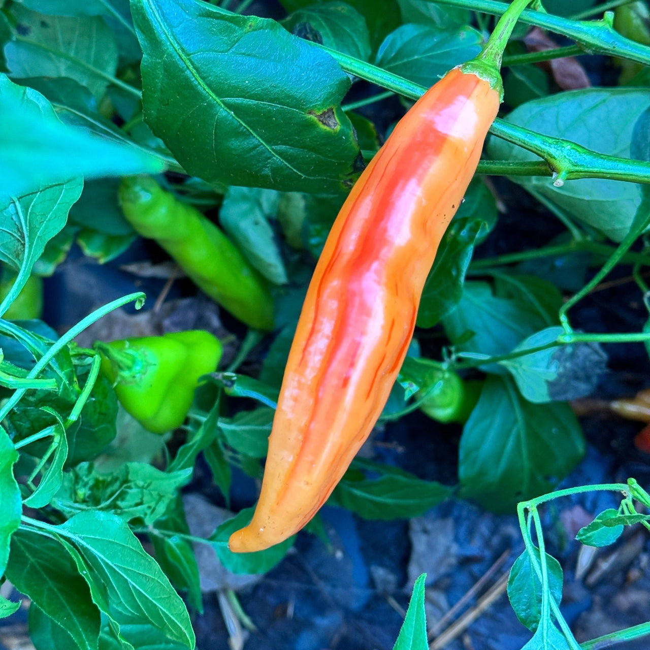 Tropical Tiger  - Seeds - The Pepper Pantry (Formerly Marie Sharp's)