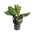 Truly Tiny Banana Dwarf Tree