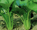 Tsoi-Sim (Choi Sum)