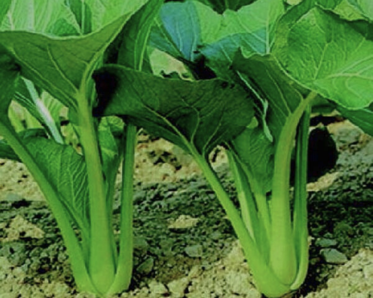 Tsoi-Sim (Choi Sum)