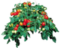 Tumbler Tomato Seeds