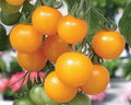 Tumbling Tom Yellow Tomato Seeds