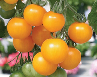 Tumbling Tom Yellow Tomato Seeds