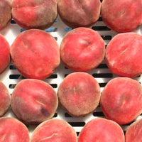 UF One Peach Tree Grafted - Fast-Growing, Low-Chill, Golden-Yellow Fruit for Warm Climates