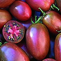 Ukrainian Purple Tomato Seeds - The Pepper Pantry (Formerly Marie Sharp's)