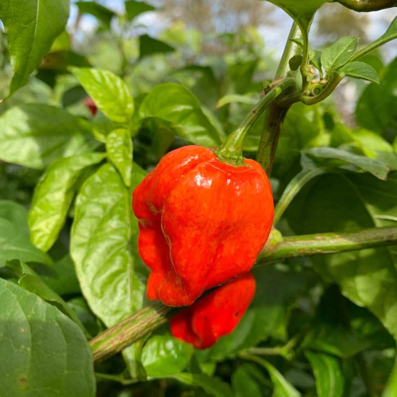 Umorok Red - Seeds - The Pepper Pantry (Formerly Marie Sharp's)