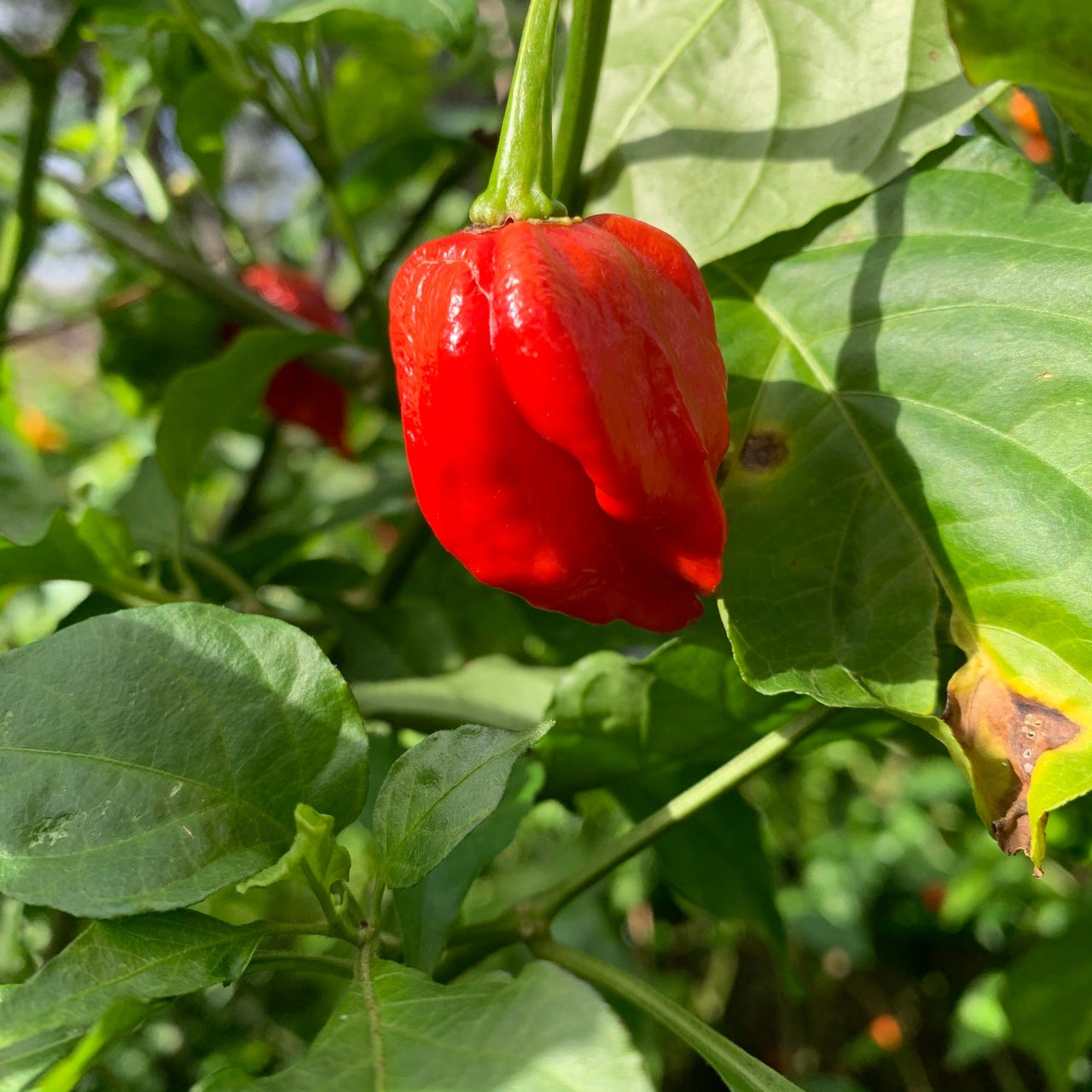 Umorok Red - Seeds - The Pepper Pantry (Formerly Marie Sharp's)