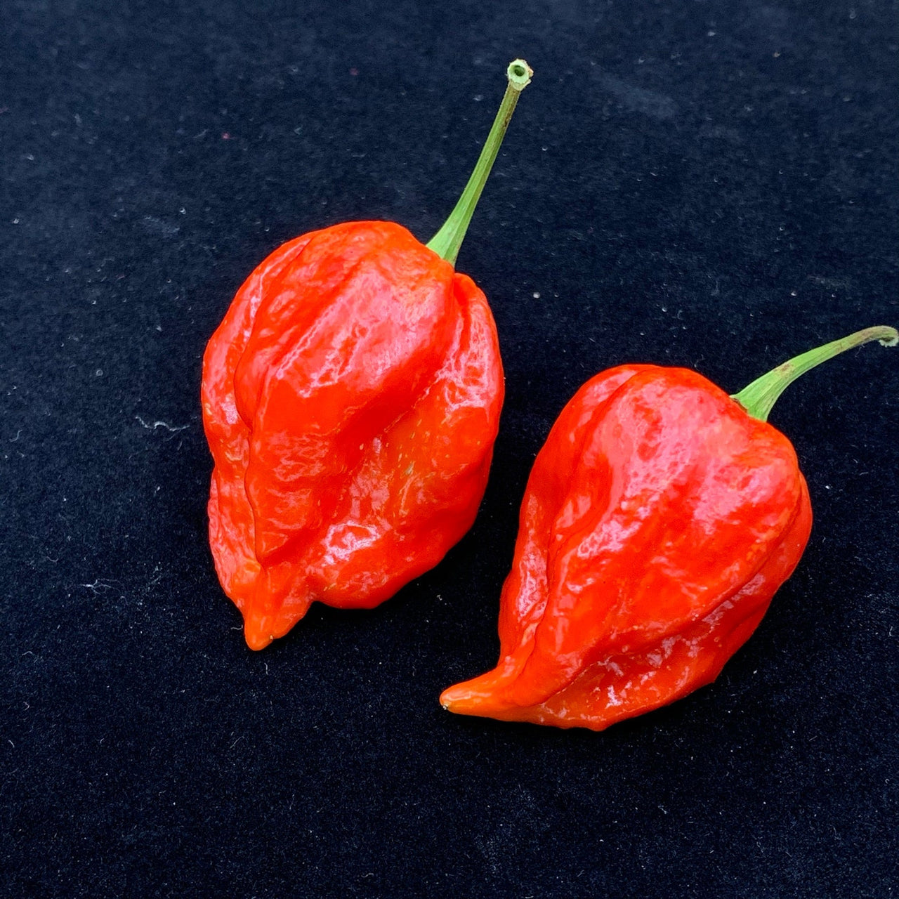 Umorok Red - Seeds - The Pepper Pantry (Formerly Marie Sharp's)