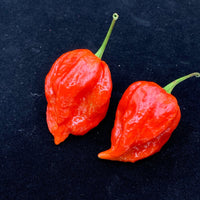 Umorok Red - Seeds - The Pepper Pantry (Formerly Marie Sharp's)