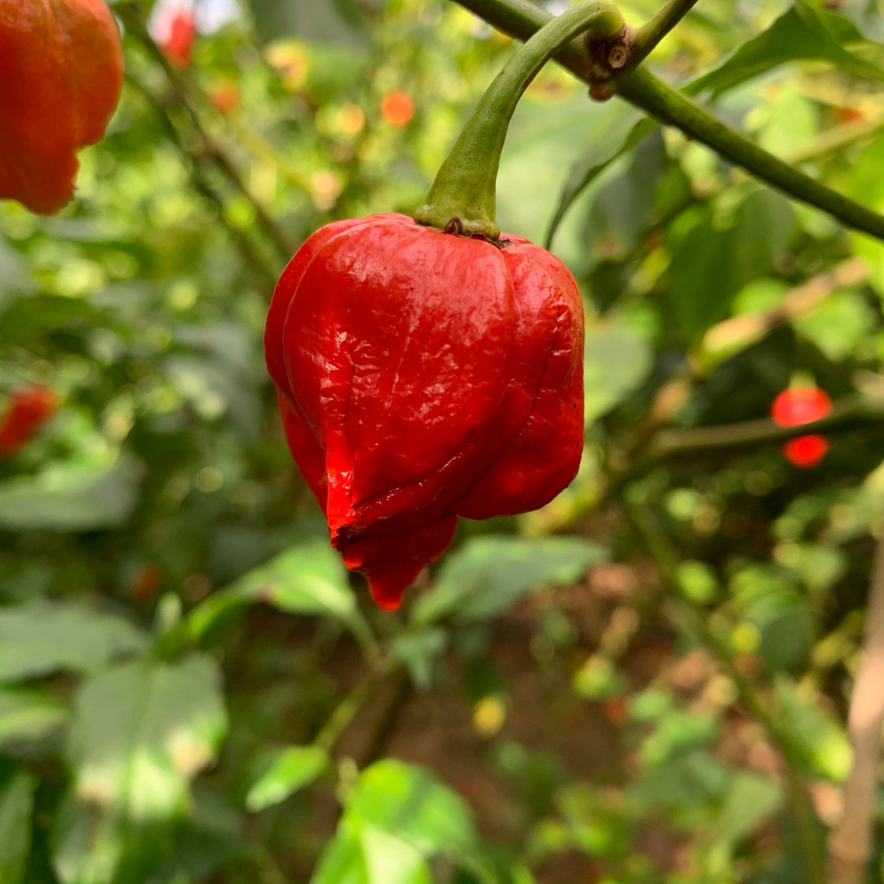 Umorok Red - Seeds - The Pepper Pantry (Formerly Marie Sharp's)