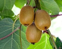 Vincent Fuzzy Kiwi Vine (Female Pollinator)