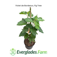 Violet de Bordeaux Dwarf, Fig Tree
