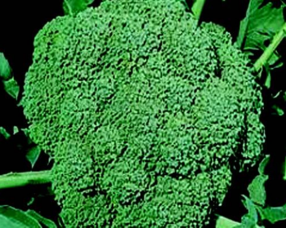 Waltham 29 Broccoli Seeds