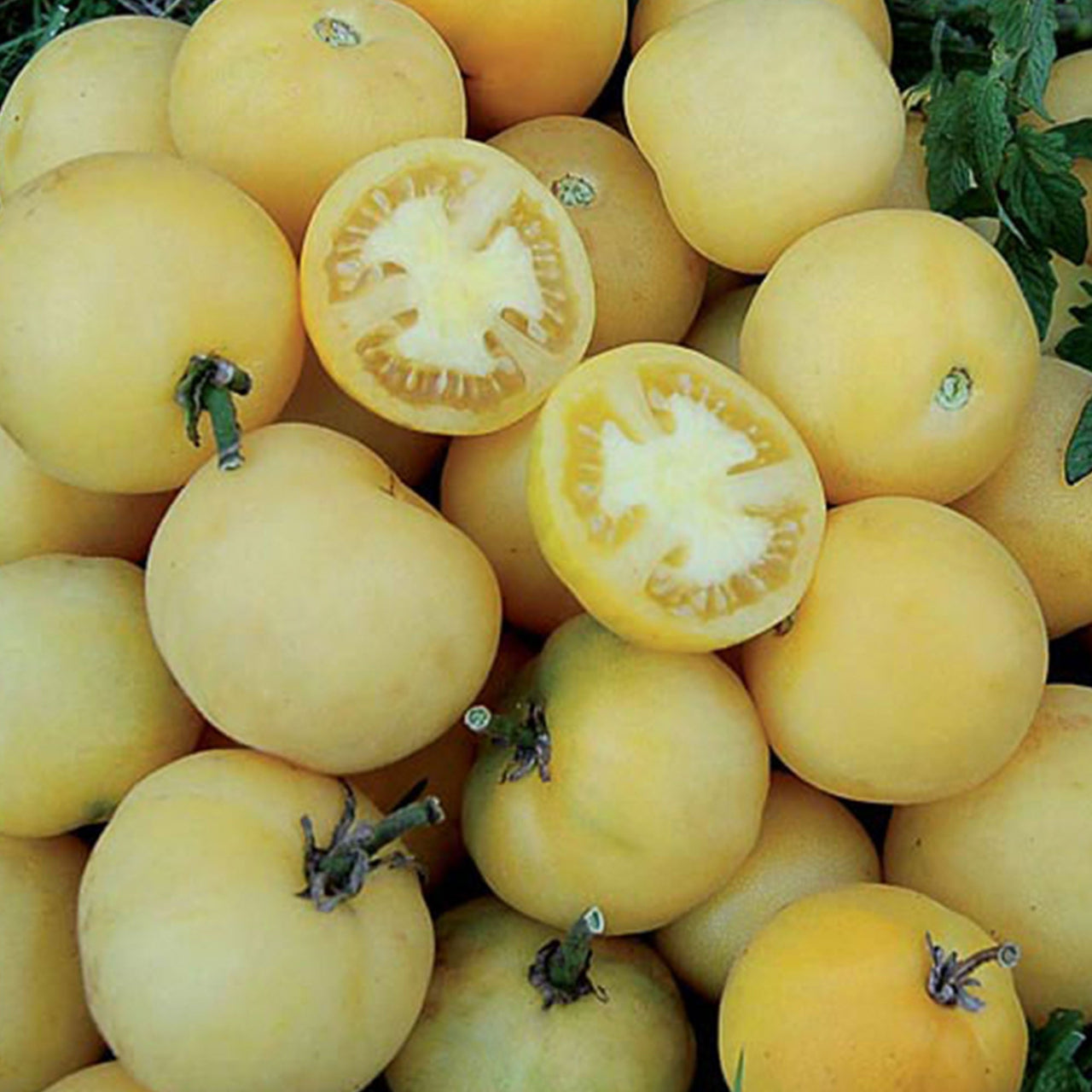 Wapsipinicon Peach Tomato Seeds - The Pepper Pantry (Formerly Marie Sharp's)