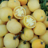 Wapsipinicon Peach Tomato Seeds - The Pepper Pantry (Formerly Marie Sharp's)