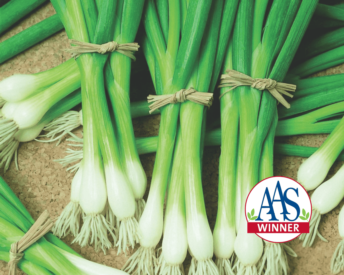 Warrior Bunching Onion