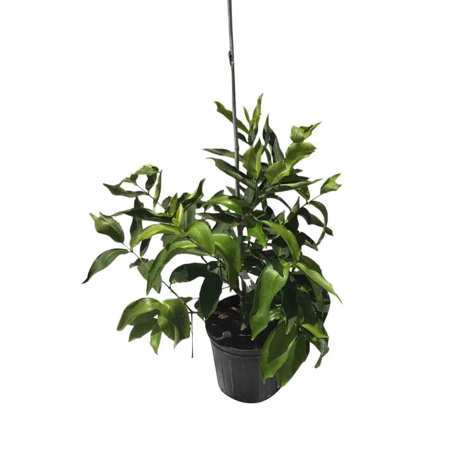 Red Wax Jambu Tree