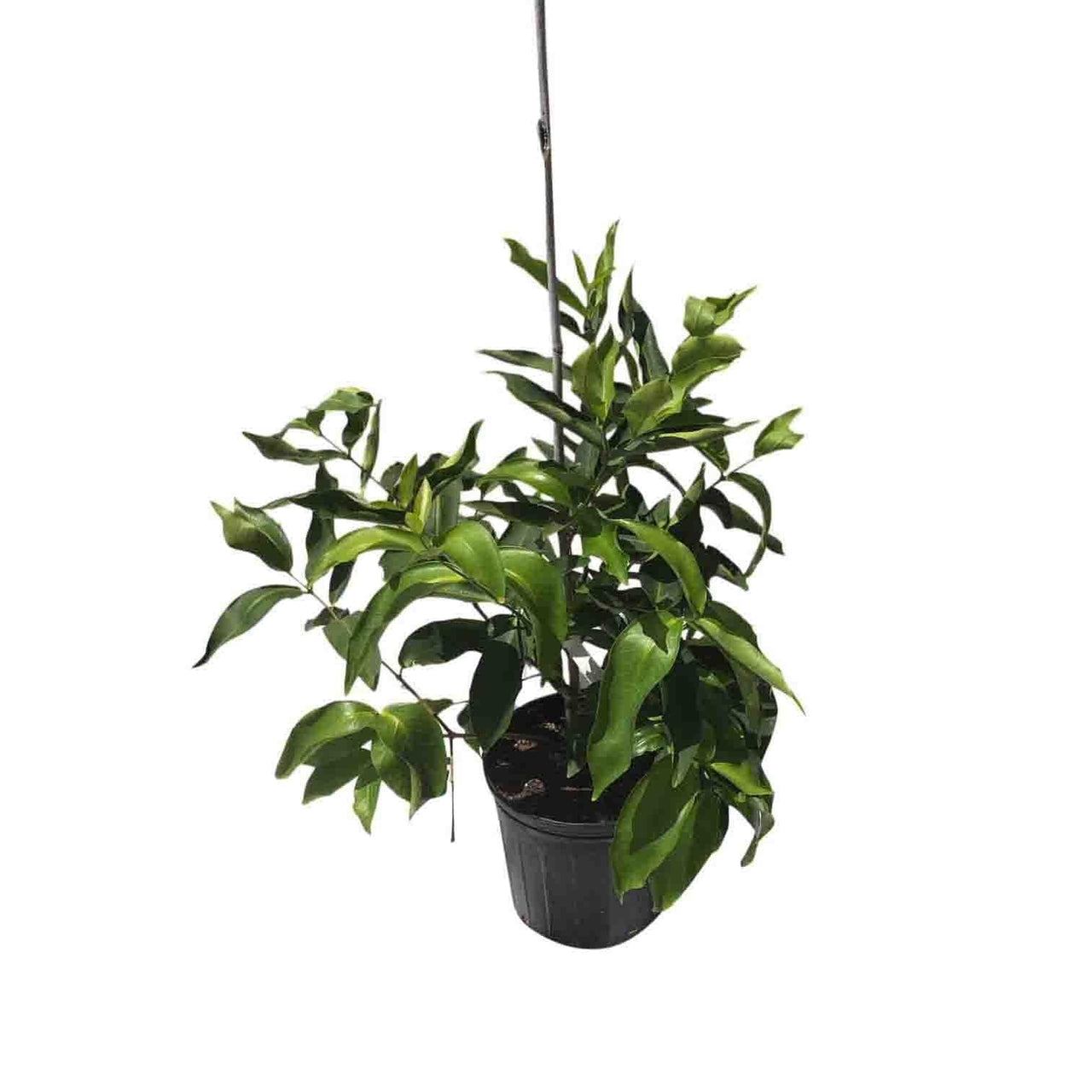 Red Wax Jambu Tree