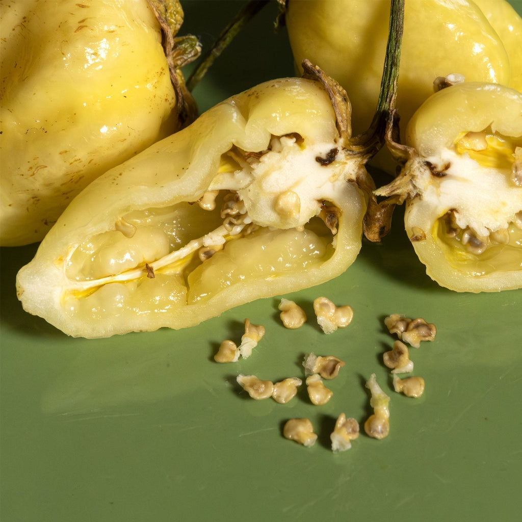 White 7 Pot Bubblegum Pepper Seeds (Non - Isolated)