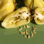 White 7 Pot Bubblegum Pepper Seeds (Non - Isolated)