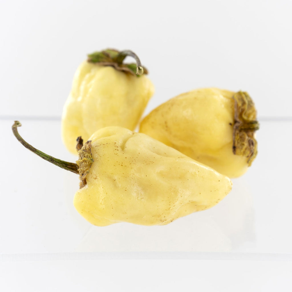 White 7 Pot Bubblegum Pepper Seeds (Non - Isolated)