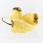 White 7 Pot Bubblegum Pepper Seeds (Non - Isolated)