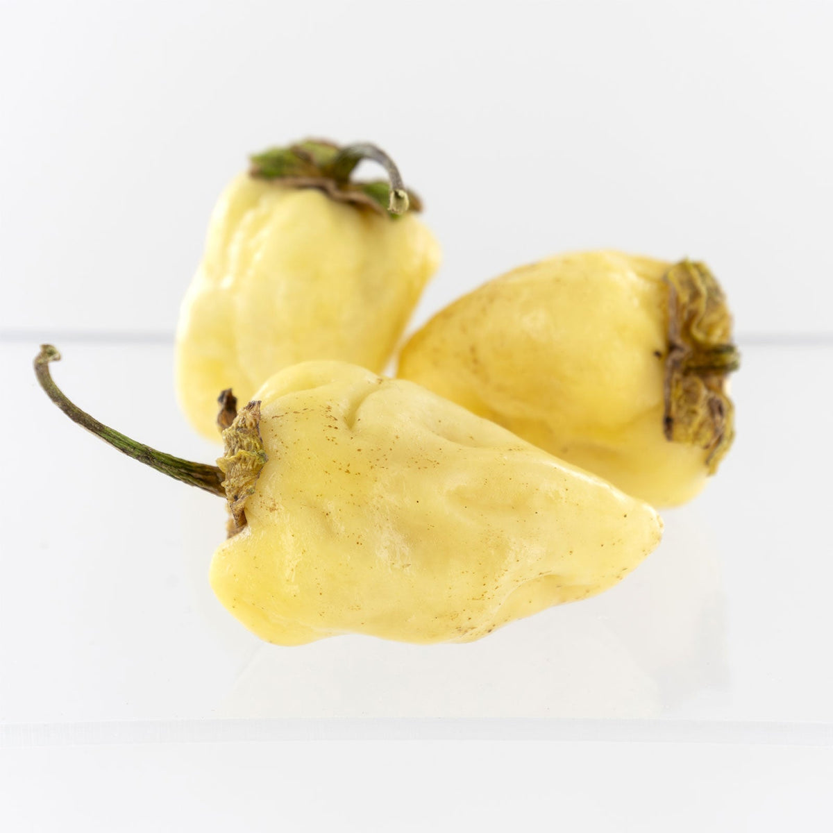 White 7 Pot Bubblegum Pepper Seeds (Non - Isolated)
