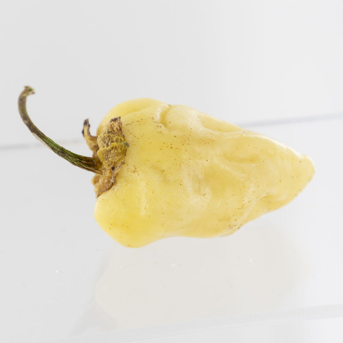 White 7 Pot Bubblegum Pepper Seeds (Non - Isolated)