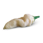 White Devils Tongue Pepper Seeds