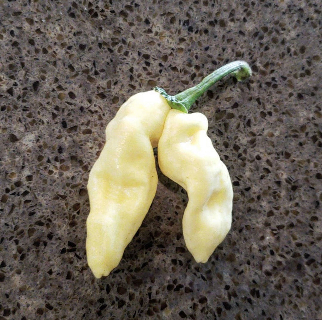 White Devils Tongue Pepper Seeds - The Pepper Pantry (Formerly Marie Sharp's)