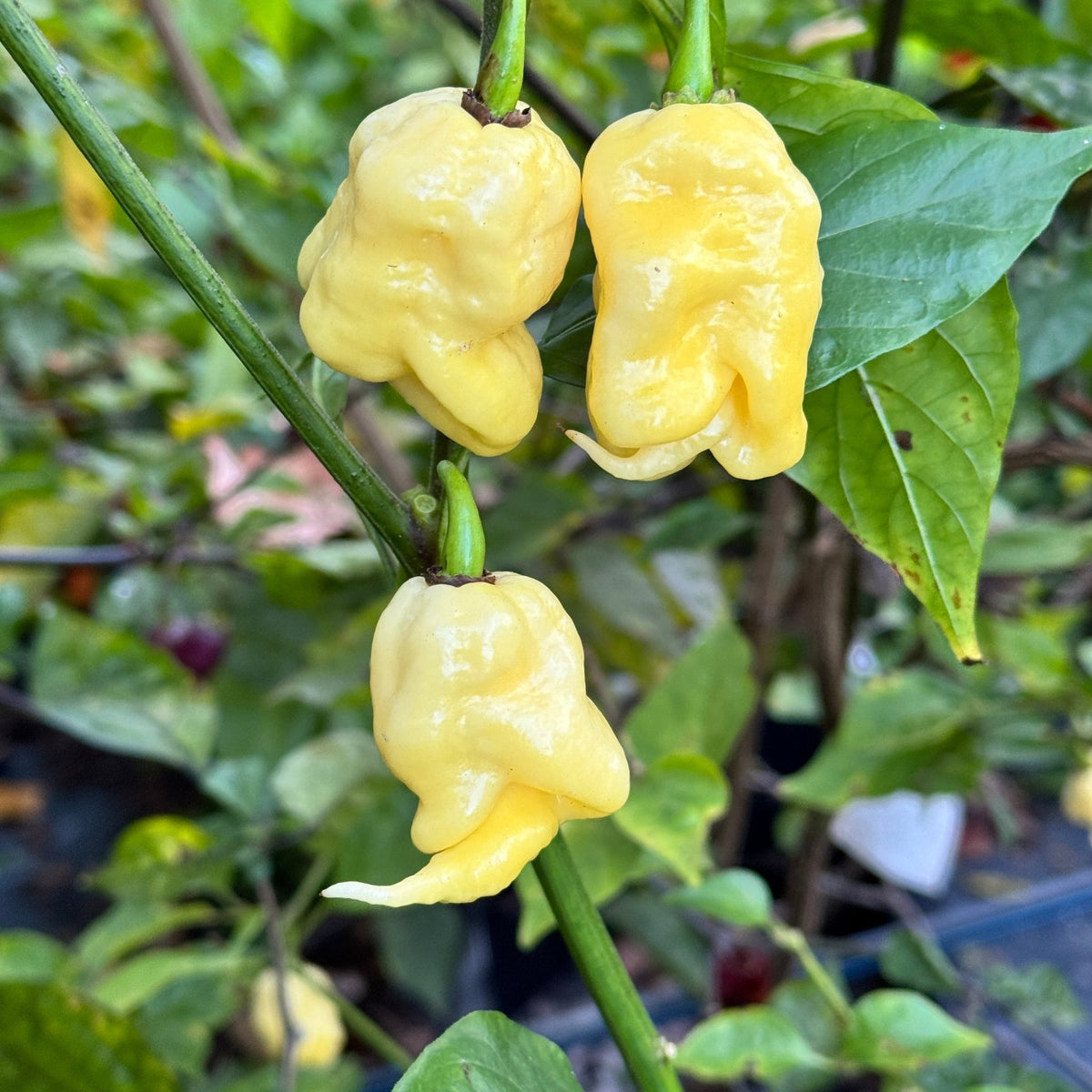 White Reaper - Seeds - The Pepper Pantry (Formerly Marie Sharp's)