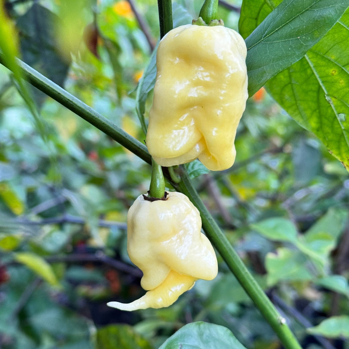White Reaper - Seeds - The Pepper Pantry (Formerly Marie Sharp's)