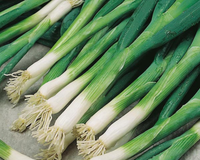 Evergreen White Bunching Scallion Seeds