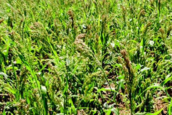 White Proso Millet