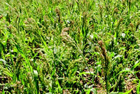 White Proso Millet