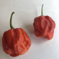 Wicked Ass Little 7 Pot (W.A.L. 7) Pepper Seeds - The Pepper Pantry (Formerly Marie Sharp's)